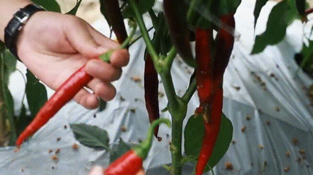 我敢赌：每个成都人屋头必有1罐！(图3)