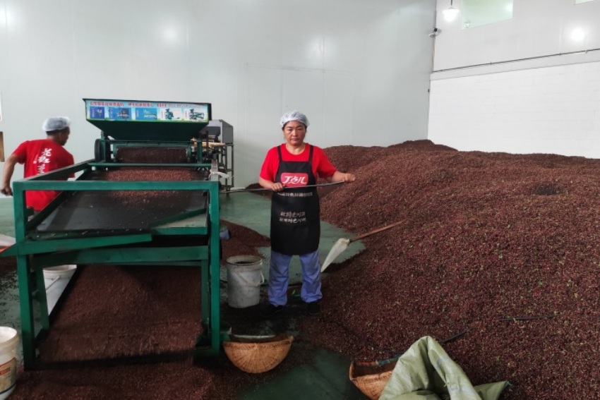 从指尖到餐桌小花椒里藏着大乾坤(图2)