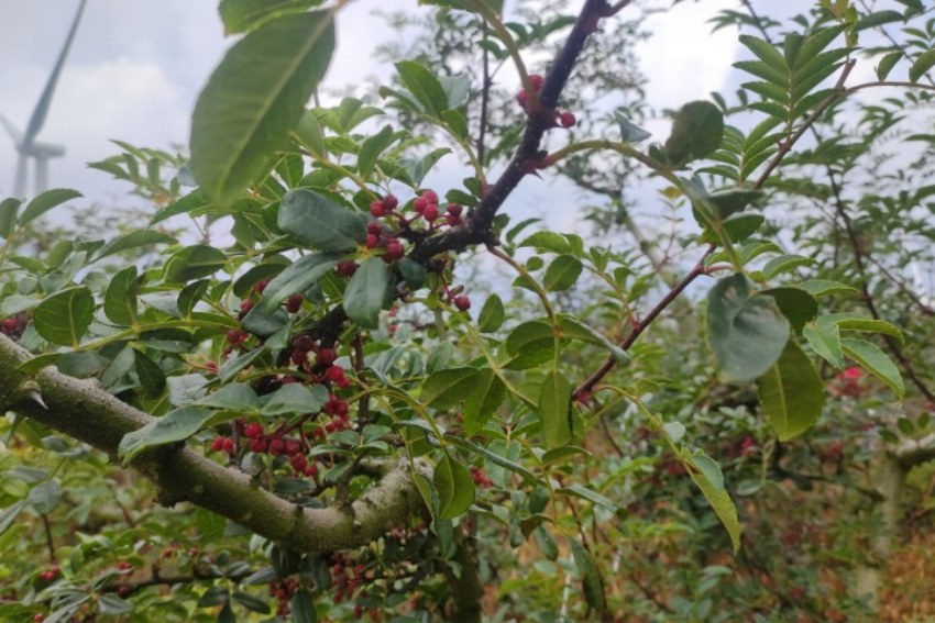 从指尖到餐桌小花椒里藏着大乾坤(图3)