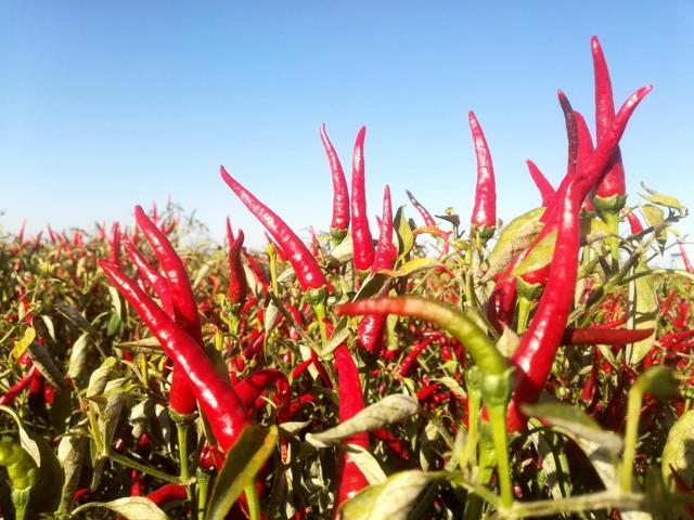 戈壁滩上的“辣椒创客”：叶得琪的富民初心(图1)