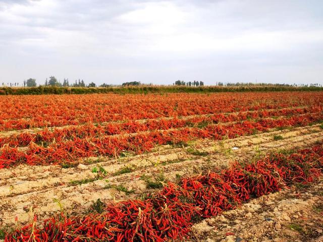 戈壁滩上的“辣椒创客”：叶得琪的富民初心(图2)