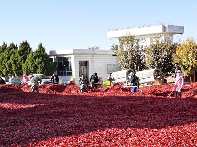 戈壁滩上的“辣椒创客”：叶得琪的富民初心(图3)