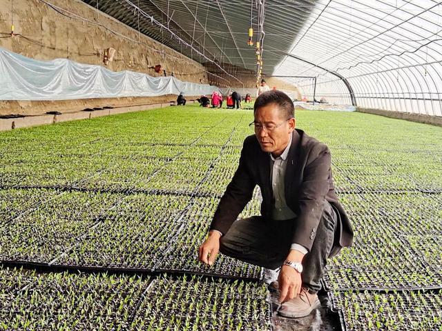 戈壁滩上的“辣椒创客”：叶得琪的富民初心(图4)