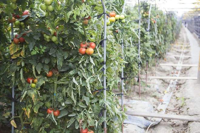 番茄风味爆火的背后是番茄“全产业链”的胜利(图4)