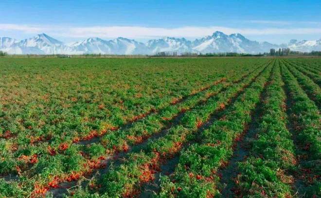 番茄风味爆火的背后是番茄“全产业链”的胜利(图5)