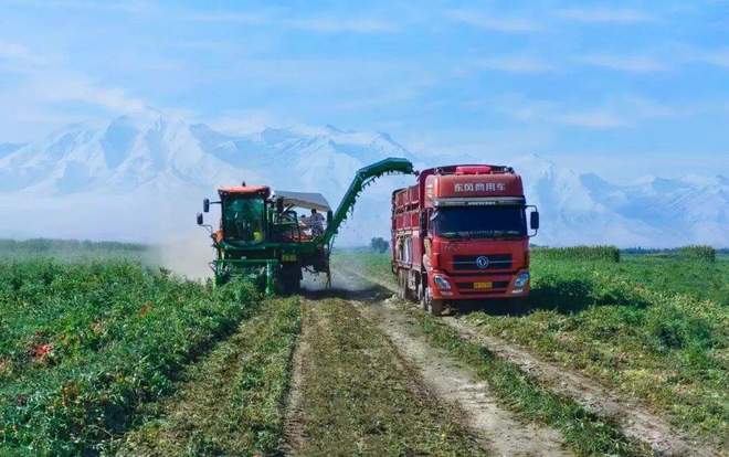 番茄风味爆火的背后是番茄“全产业链”的胜利(图8)