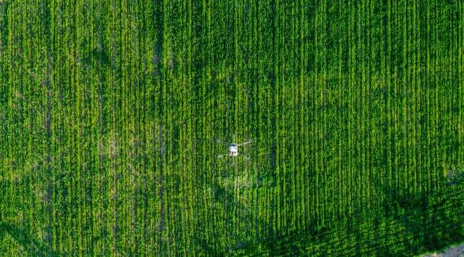 番茄风味爆火的背后是番茄“全产业链”的胜利(图7)