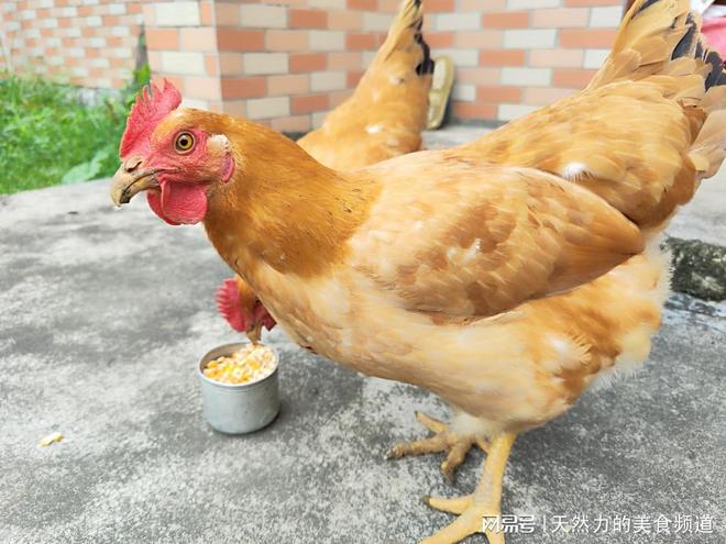 中国鸡王争霸!这10只鸡让我啃到手指发麻第3只绝了!(图12)