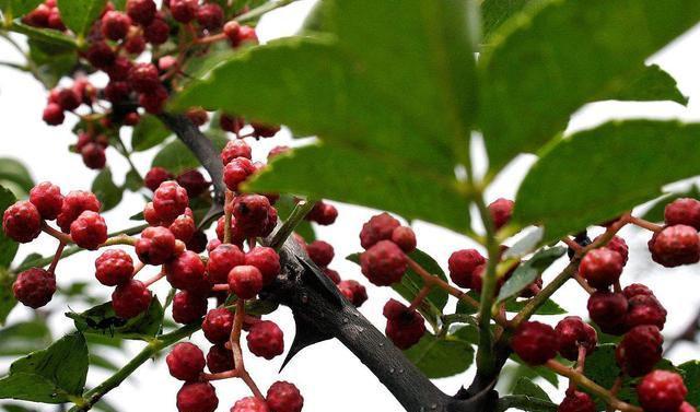 九游娱乐:花椒、麻椒、藤椒有啥区别?味道可不止差一点(图3)