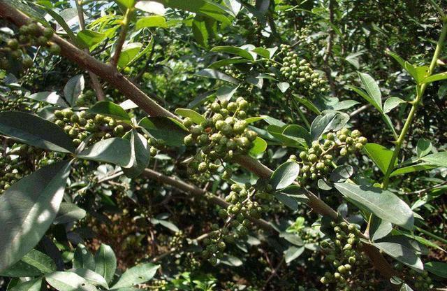 九游娱乐:花椒、麻椒、藤椒有啥区别?味道可不止差一点(图5)