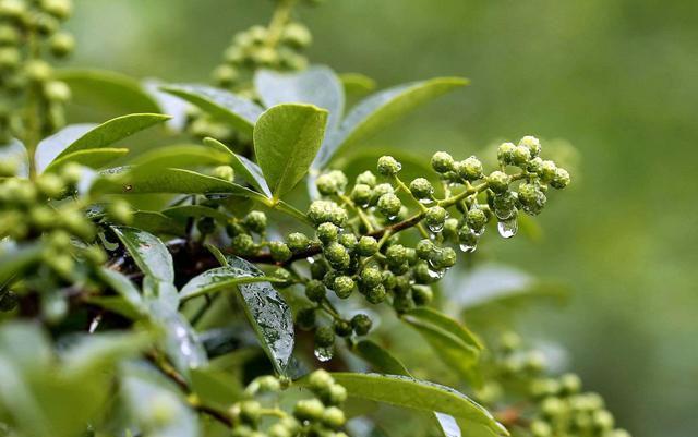 九游娱乐:花椒、麻椒、藤椒有啥区别?味道可不止差一点(图6)