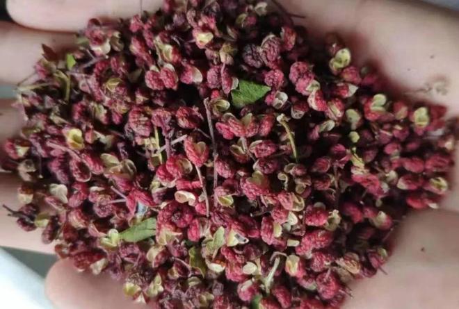 身为调料界的“跳跳糖”、川菜的精髓花椒：可不止是麻这么简单(图4)