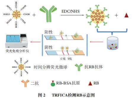 九游娱乐文化:《食品科学》:枣庄学院王照鹏博士等:利用时间分辨荧光免疫层析法测定调味品中的罗丹明B(图2)
